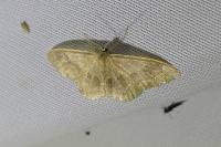 Idaea aversata