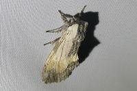 Harpyia milhauseri