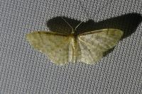 Idaea fuscovenosa