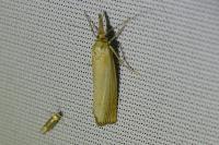 Agriphila straminella