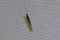 Coleophora