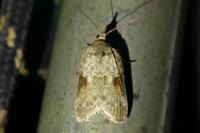 Nycteola siculana
