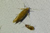 Crassa unitella