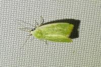 Earias clorana