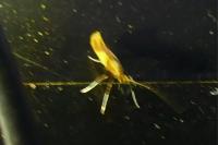 Caloptilia alchimiella/robustella