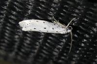 Yponomeuta