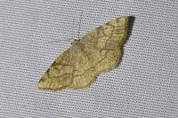 Stegania trimaculata
