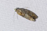 Eudemis profundana