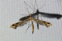 Amblyptilia acanthadactyla