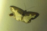 Lomaspilis marginata