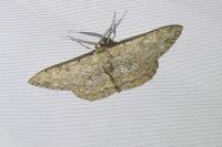 Hypomecis punctinalis