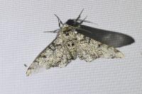 Biston betularia