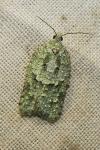 Acleris literana