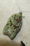 Acleris literana