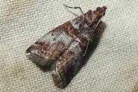 Acrobasis advenella