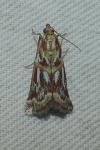 Acrobasis porphyrella