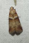 Acrobasis tumidana