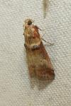 Acrobasis tumidana