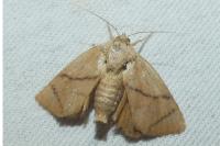 Apoda limacodes