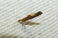 Argyresthia albistria