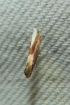Argyresthia albistria