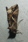 Autographa gamma