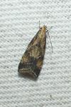 Brachmia blandella