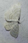Cabera exanthemata