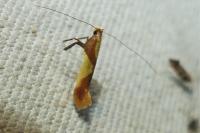 Caloptilia alchimiella/robustella