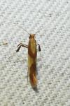 Caloptilia alchimiella/robustella