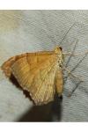 Camptogramma bilineata