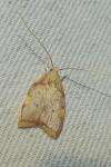 Carcina quercana