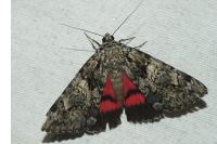 Catocala promissa