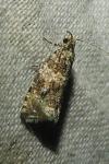 Celypha lacunana
