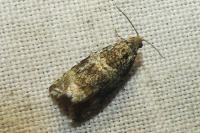 Celypha lacunana