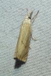 Chrysoteuchia culmella
