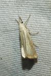 Chrysoteuchia culmella