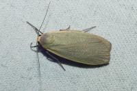 Collita griseola