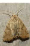 Cosmia trapezina