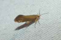 Crassa unitella