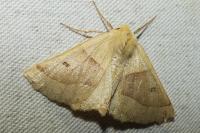 Crocallis elinguaria