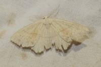 Cyclophora punctaria