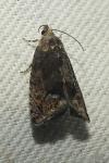 Cydia splendana