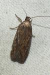 Depressaria