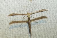 Emmelina argoteles/monodactyla