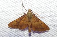 Endotricha flammealis