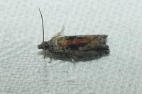 Epinotia nisella