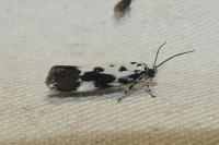 Ethmia quadrillella