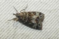 Eudonia mercurella