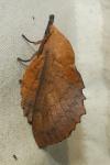 Gastropacha quercifolia